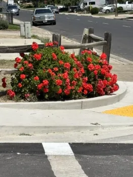 Bright pink pelargonium geranium flowers in a streetscape