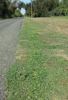 Puncturevine growing along the road J. Alosi