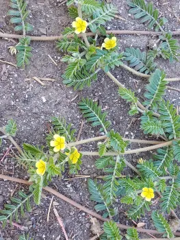 Puncturevine has yellow flowers, J. Alosi