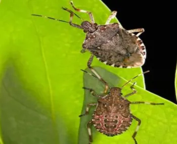 An adult and a nymph (bottom) marmorated stink bug on a leaf of tree-of-heaven
