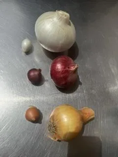 A menagerie of colorful onion bulbs of various sizes.