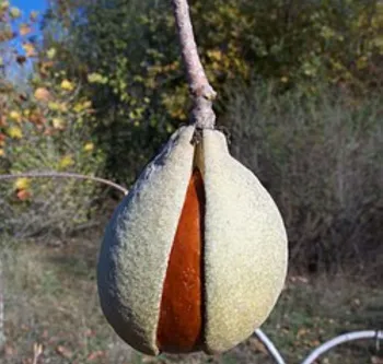 California Buckeye seed pod