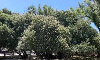 California buckeye tree