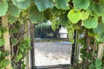 California wild grape vines supported by a wooden arbor at the entrance to a garden