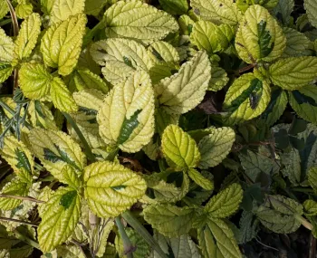 Ceanothus Diamond Heights leaves are variegated