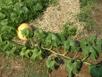 A pumpkin vine showing wilting symptoms even while being well-watered.