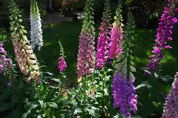 Foxglove (Digitalis) plants in bloom