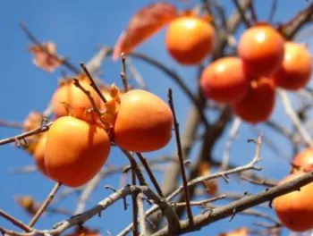 Hachiya persimmons shine like ornaments in the late fall