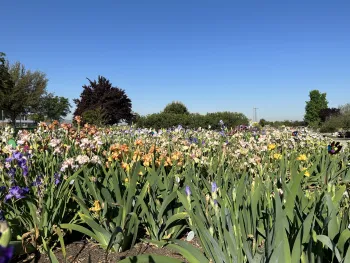 field of irises in bloom, all different colors