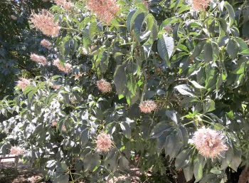 Large showy white flowers of the California buckeye