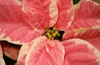 Poinsettia close-up