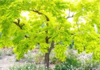 Robinia pseudoacacia 'Frisia' is a stunning tree with bright yellow leaves in spring that turn to chartreuse in summer