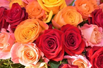 Colorful roses