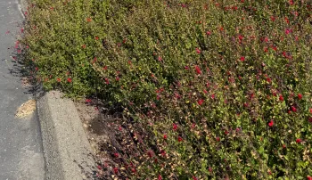 Salvia Greggii loses some of its leaves as it slows down heading into summer