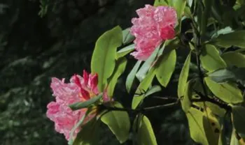 The Pacific Rhododendron, Rhododendron macrophyllum sharing its large clusters of blooms