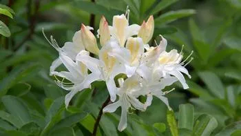 The Western Azalea, Rhododendron occidentale with its distinctive funnel-shaped flowers and prominent stamens