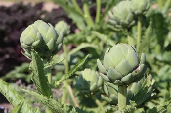 artichokes growing on a plant