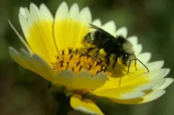 bee pollinating a daisy