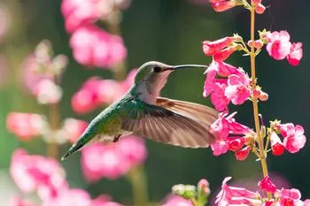 hummingbird drinking nectar at a salvia flower