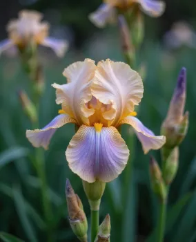 Iris flower in garden. Light purple and orange color