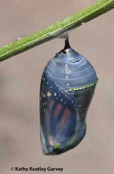 Monarch chrysalis. (Photo by Kathy Keatley Garvey)