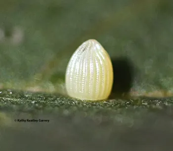 Monarch butterfly egg