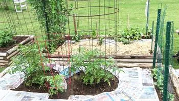 plants in cages with mulch at the base