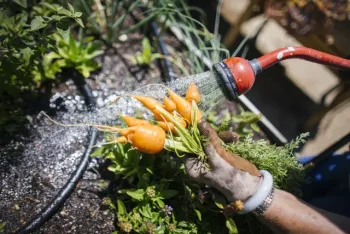 Person wearing garden gloves holding carrots washing them off with water