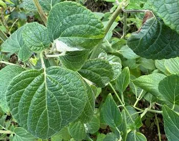 stress-induced variegation on the leaves of a salvia limelight