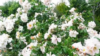 the 'Sally Holmes' rose, a disease-resistant variety of rose