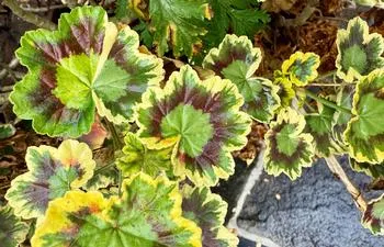 variegated leaves on a Pelargonium Mrs. Pollack