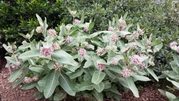 Showy milkweed patch. J. Alosi
