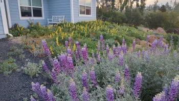 Silver Bush Lupine grows happily in front of a patch of Yellow Lupine in this Paradise garden. Sam Rodowick