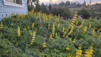 Yellow lupine. Sam Rodowick