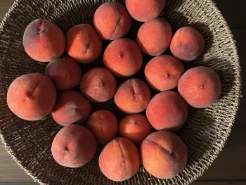 A basket of O'Henry peaches about to be made into jam. J.C. Lawrence