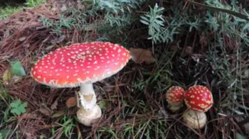 Amanita muscaria with their polka dot red caps are called the fairy tale mushroom