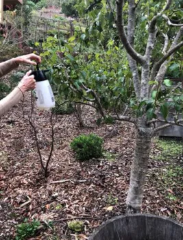 Dormant spraying a fruit tree in a West Marin garden