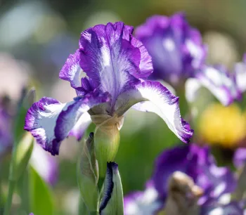 Double Shot - Cecelia pic Madera MG Iris