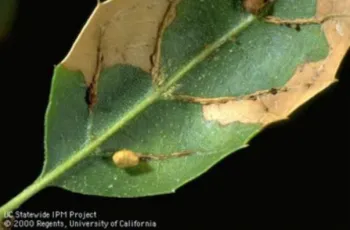 Galls and necrosis where galls dropped from the leaf on a coast live oak leaf