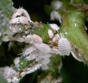 mealybugs on succulent stems