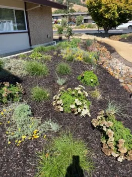 Native plants and mulch in a sustainable garden
