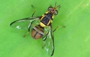Oriental Fruit Fly with distinctive yellow bands and a T-shape on its back end