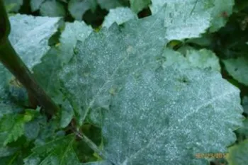Powdery mildew on a dahlia