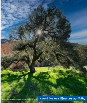 A coast live oak tree. There is a text box in the lower righthand corner that says "coast live oak (Quercus agrifolia)"