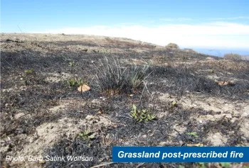 Coastal prairie post-prescribed fire.
