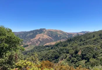View of maritime chaparral in the Central Coast.