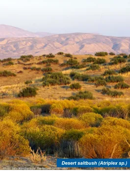 View of desert saltbrush.