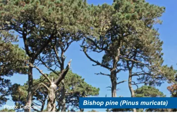 A Bishop pine stand.