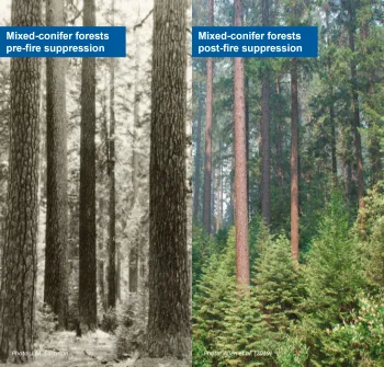 Two images showing mixed-conifer forest structure pre- and post-fire suppression. The left panel shows pre-fire suppression conditions and the right shows post-fire suppression conditions. The right panel shows a mature forest with a denser understory.