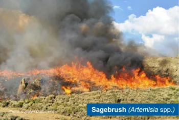 Sagebrush burning in a wildfire. There are large flames and thick black smoke. There is a blue label in the righthand corner that says "Sagebrush (Artemisia spp.)"